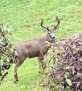 photo of deer grazing